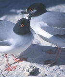 Galapagos