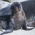 Galapagos
