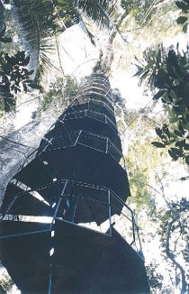 Walk up Canopy Tower