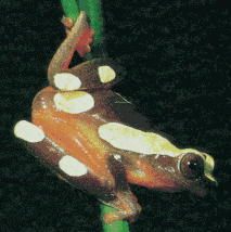 Hyla Frog
