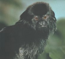 Goeldi's Monkey