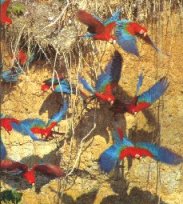 The Manu Macaw Lick