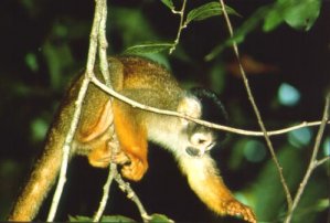 Squirrel Monkey