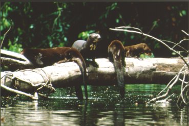 Giant Otter Family