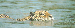 Jaguar Crosssing the Manu River