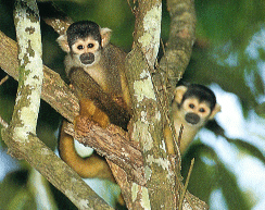 Squirrel Monkeys