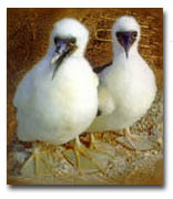Paracas - Ballestas Islands