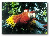 Parrots