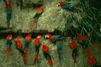 The Macaw Lick