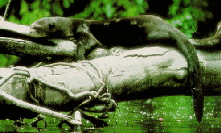 The Giant Otter