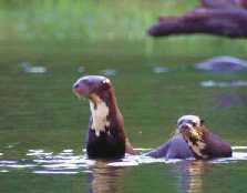 Giant Otters