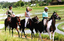 on a Rice Field Tour