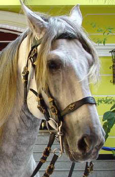 Lusitano 14