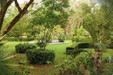Tropical environment