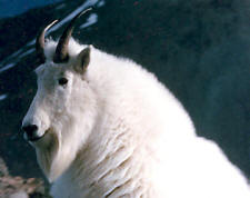 Trophy Billy Mountain Goat Hunting