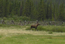 A cow moose in our pasture.
