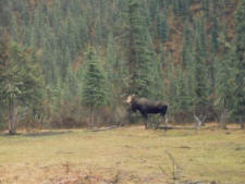 A young bull moose visits a Yukon Horsepacking Adventures camp.