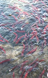 Sockeye Salmon Run in September