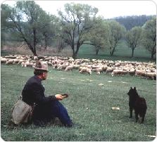 Shepherd