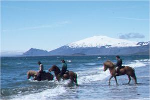 iceland-horseinwater.jpg (10365 bytes)