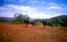 Trekking through poppies.jpg (108566 bytes)