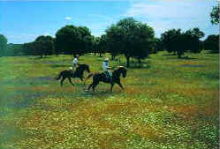Riding across open meadows