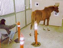 ca-equine1.jpg (7475 bytes)