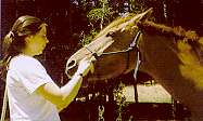 ca-equine2.jpg (5852 bytes)