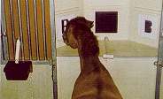 ca-equine3.jpg (4546 bytes)