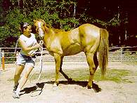 ca-equine5.jpg (9276 bytes)