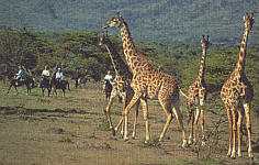 Encounter with a Giraffes
