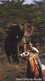 Horse riding Safaris in Kenya
