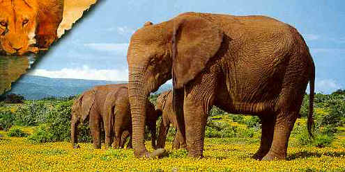 Elephants