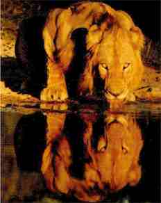 The King of the Wilds