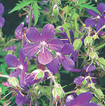 Meadow Cranesbill one of many wild flowers in Pembrokeshire