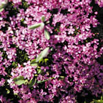 purple flowers