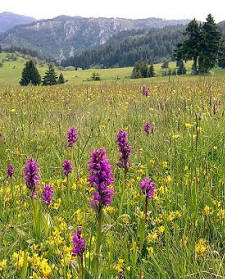 Rodopi Mountains Self-guided Trek