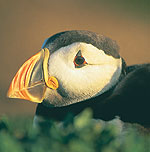 Puffin in Pembrokeshire