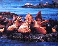 [Sea Lions Resting on the Beach]