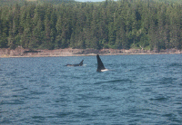 Killer Whales