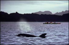 Sea Kayak Adventures