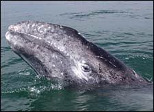 Gray Whale