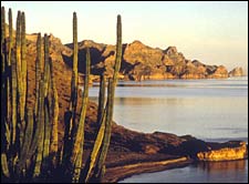 cactus and islands