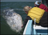 Petting whale