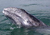 Gray Whale Head