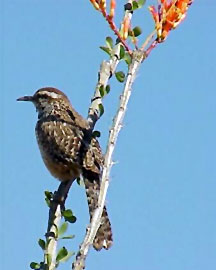 Bird Watching at Danzante