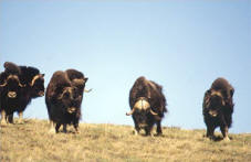 Firth River Slideshow - With watchful eyes we should see Muskox. These majestic, long-haired creatures seem to be a prehistoric throw-back.