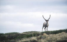 Firth River Slideshow - We see Caribou as they pass through the Firth area.