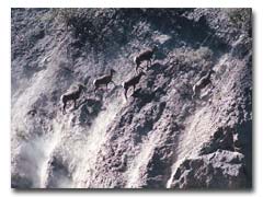 Hyak Wilderness Adventures