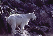 Alsek and Tatshenshini Rivers - Mountain goat on Goat Herd Mountain.